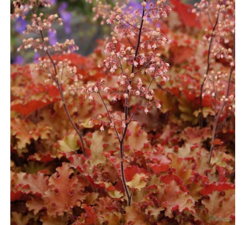 Гейхера Индиан Саммер Оранж Берри Рафлз (Indian Summer Orange Berry Ruffles) C1